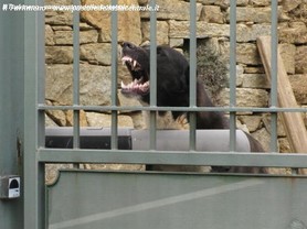 Kim nel lavoro di guardia